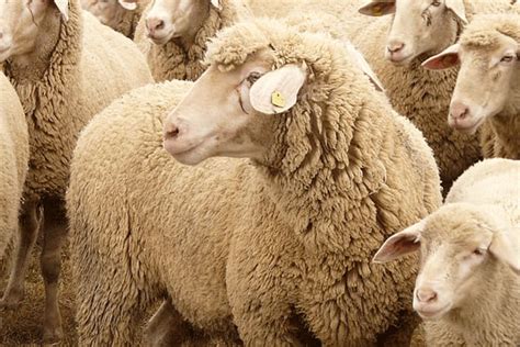 属羊人的贵人生肖是谁 属羊人命中注定的贵人 - 万年历