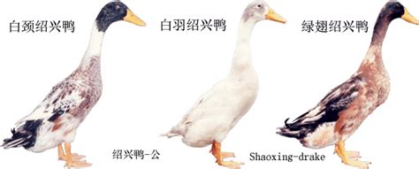 鸭子品种大全及介绍（全国各地鸭的品种大全） – 碳资讯
