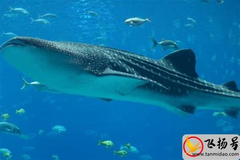 世界上最大的鱼类：鲸鲨（光是嘴巴就有1.5米）-飞扬号
