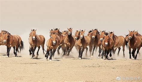 两匹奔跑的马图片-在野外奔跑的两匹马素材-高清图片-摄影照片-寻图免费打包下载