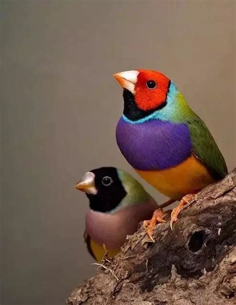 七彩鸟图片