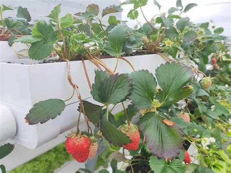 无土栽培草莓竟然如此简单 ——高架基质栽培草莓 - 知乎