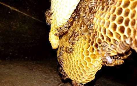 蜜蜂蜂巢的房孔为什么是正六边形的？_指尖头条_发现_指尖探索 · 科学