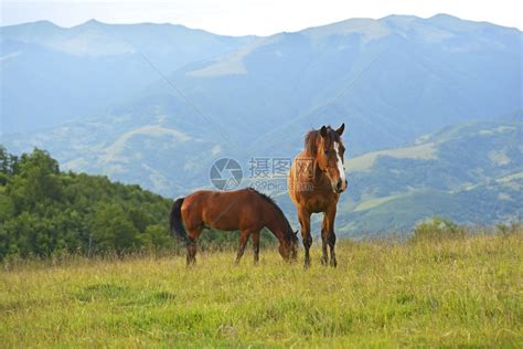 夏天在山上牧场上的马高清图片下载-正版图片507149520-摄图网