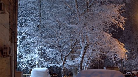白雪在天上遮著树mp4格式视频下载_正版视频编号3922108-摄图网