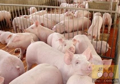 兴中集团携手肇庆探索楼层养猪养殖新模式 年产10万头生猪养殖基地今日竣工投产