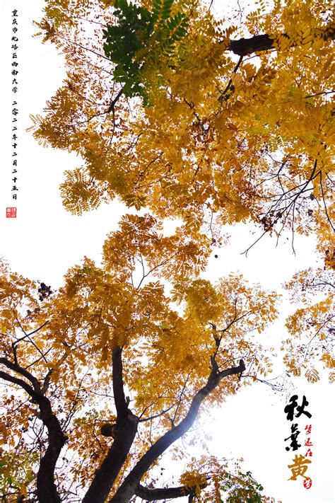 树上的秋叶黄绿叶高清图片下载-正版图片503299722-摄图网