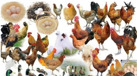 全球七大家禽育种公司前世今生，国内育种鸡祖代全部进口_养殖一点通