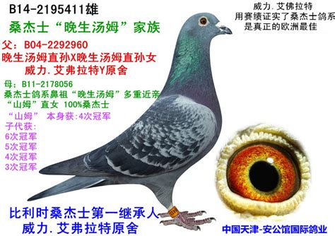 桑杰士汤姆号种鸽图片,上海王臣铭鸽展厅,桑杰士花头白条配对图_大山谷图库
