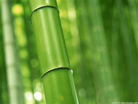 高清晰竹子摄影图