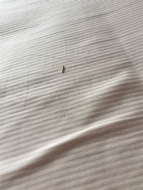 请问这是什么虫子，长度2毫米左右，小椭圆形深褐色偏黑，会飞会装死。家里墙上，床单上都会出现？附图？ - 知乎