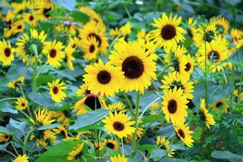 观赏向日葵种子图片_价格_种植方法-花园植物-藤本月季网