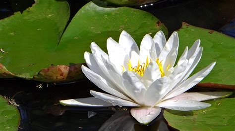 白莲粉水植物植物学绿色心皮植物花瓣白色荷花美丽花冠高清图片下载-正版图片320763236-摄图网