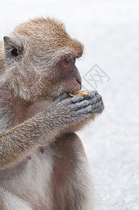 女人喂养猴子高清图片下载-正版图片321127925-摄图网