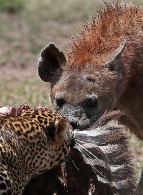 猎豹与鬣狗争抢猎物 - 神秘的地球 科学|自然|地理|探索