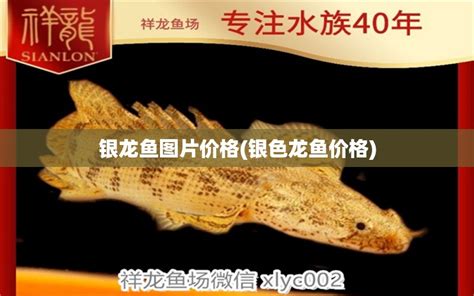 银龙鱼图片价格(银色龙鱼价格) - 银龙鱼 - 广州观赏鱼批发市场