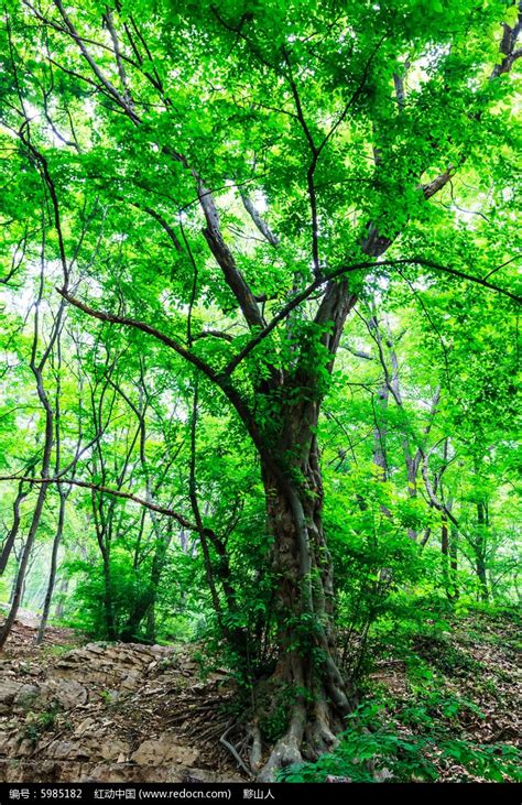 檀树的种类图片,檀树叶子图片,檀木种类全解图_大山谷图库