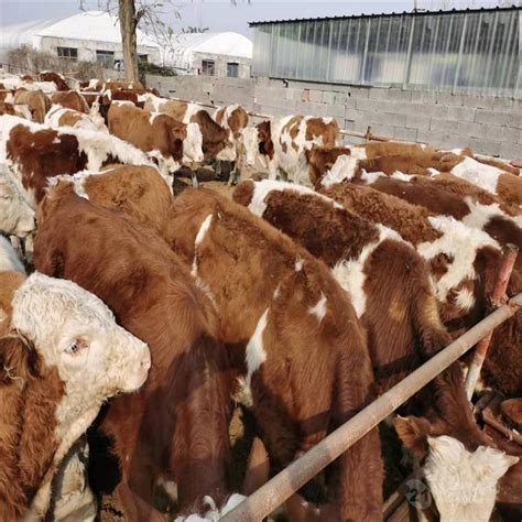 安徽出售架子牛西门塔尔架子牛 菏泽 黑头奶山羊-食品商务网