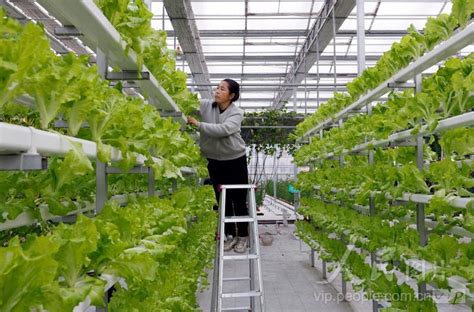 甘肃陇南：大棚蔬菜采收忙-人民图片网