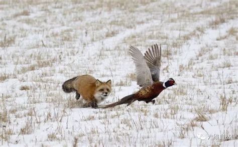 野鸡被狐狸偷袭，只恨自己不是鸟不会高飞！