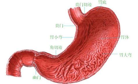 如图是人体胃酸和胃蛋白酶分泌的调节途径，其中幽门粘膜G细胞(一种内分