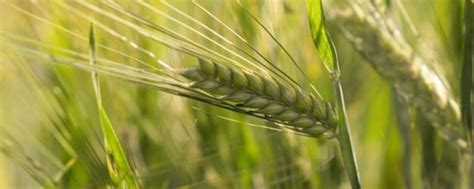 邯麦16号小麦种子特征特性，平均生育期240天 - 农宝通