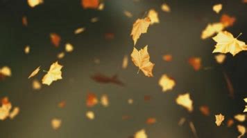 秋叶飘落在风中旋转与白色隔离高清图片下载-正版图片503196144-摄图网