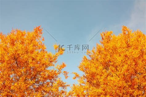 秋天背景-橙黄色的树冠以干净的蓝天为背景高清摄影大图-千库网