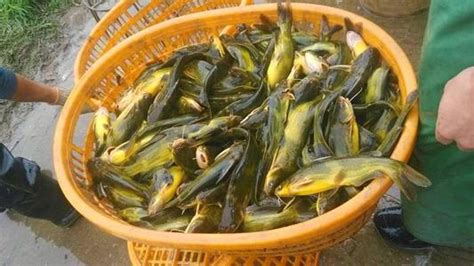 淡水鱼养殖技术和管理 —【发财农业网】