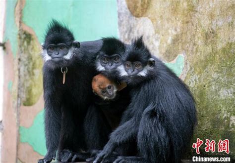 世界上十大最珍稀猴子，山魈的体型全球最大(2)_巴拉排行榜