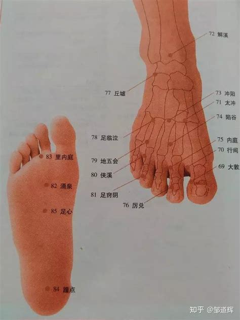 韧带自胫骨腓骨脚踝解剖学图片-包图网