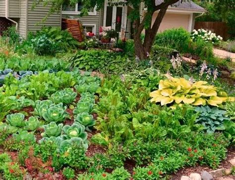 如何设计花园式菜园|菜园|庭院|蔬菜_新浪新闻