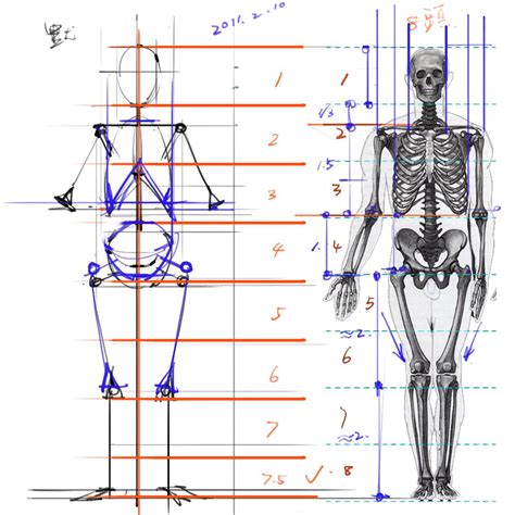 专业人体绘画骨骼比例图解01-普画网