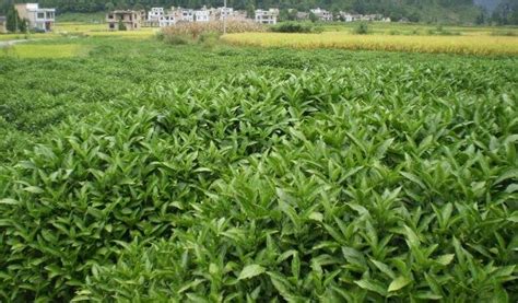 板蓝根种子 种植与管理 种植及经济效益 种植条件与方法