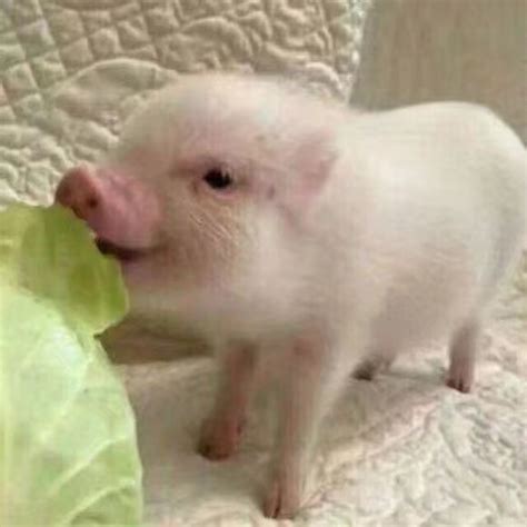 猪拱白菜图片