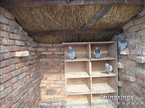 最实用的鸽舍-中国信鸽信息网相册