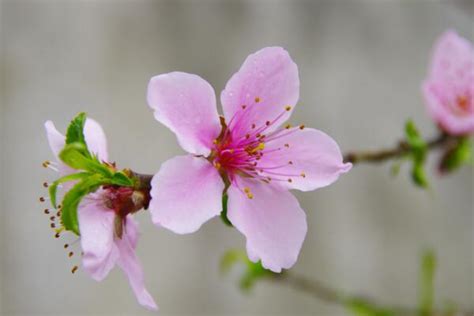 桃花是什么季节开，桃花花期介绍以及花期养护要点