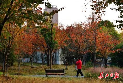 赏红叶玩初雪 云阳秋冬景色皆可“悦” 重庆风景园林网 重庆市风景园林学会