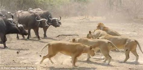 赞比亚国家公园上演水牛大战万兽之王狮子 - 神秘的地球 科学|自然|地理|探索