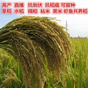拍摄高产水稻,农作物,植物花草,摄影素材,汇图网www.huitu.com