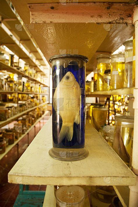 保存在福尔马林瓶中的漂亮的死鱼标本