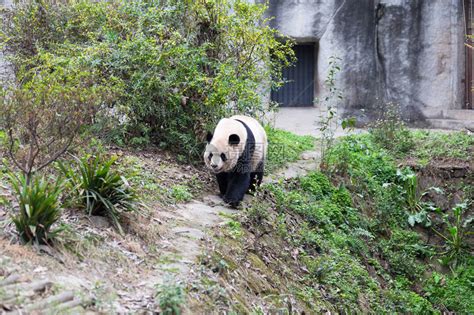 北京动物园熊猫馆全面开放 大熊猫与游客亲密“接触”