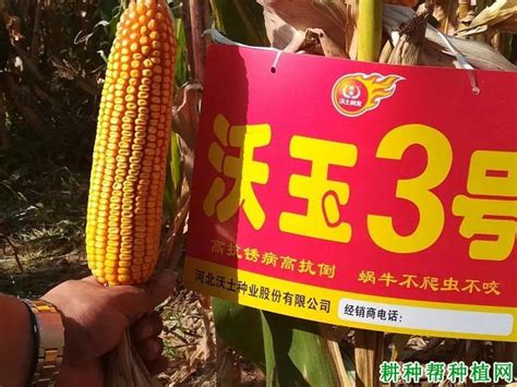 【玉米品种】沃玉3号玉米品种好不好？_图片_耕种帮种植网