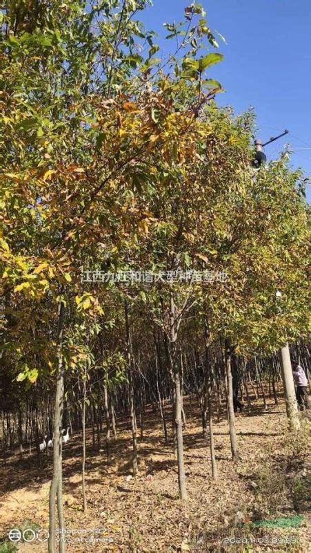 供麻栎树图片_江西九江和谐大型种苗基地_园林网
