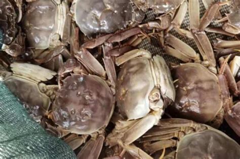 螃蟹养殖怎样才能养出大螃蟹，好养的螃蟹 - 知乎