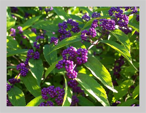 “紫娟普洱茶”，以紫为尊以紫为珍，紫芽紫茎紫汤紫叶，晶莹剔透！ - 知乎
