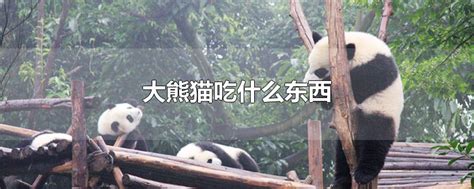 大熊猫吃肉吗（大熊猫的演化过程） – 碳资讯