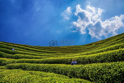 茶山拍摄_先森WANG-站酷ZCOOL