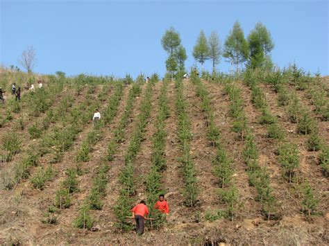 吉林省2020年计划造林绿化140万亩-中国吉林网