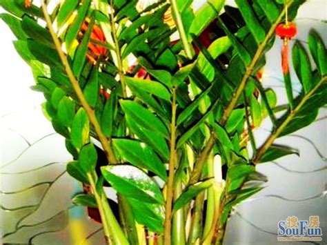 金钱树开花图片